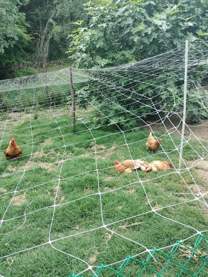 Casa Relax Immersa Nel Verde Della Natura Casalborgone Luaran gambar